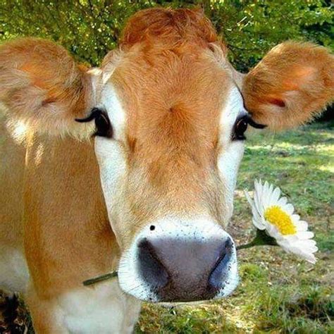 cute cow image